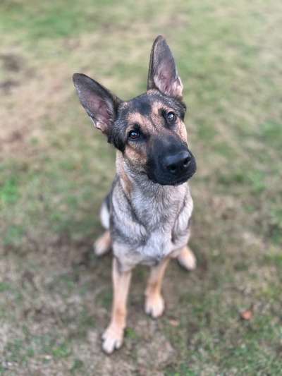 Alles rund um den Schäferhund, diskutieren erwünscht.-Beitrag-Bild