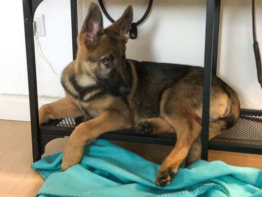 Die besten Hundeblicke 🐾❤️-Beitrag-Bild