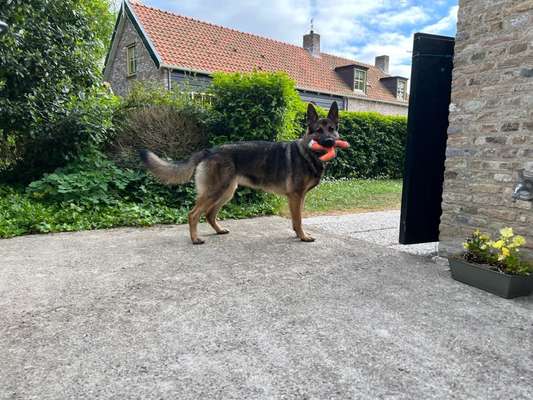 Alles rund um den Schäferhund, diskutieren erwünscht.-Beitrag-Bild