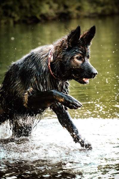 Foto's und Hundemodels-Beitrag-Bild