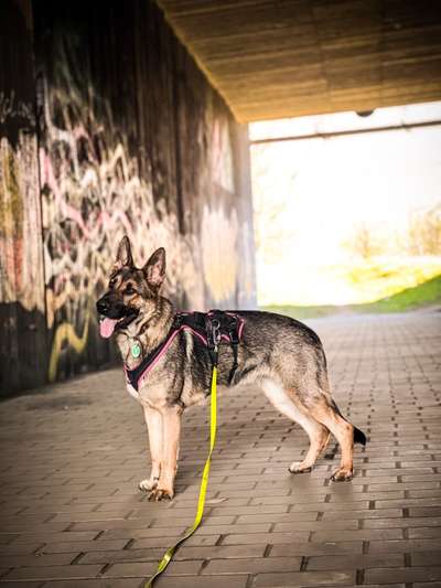 Alles rund um den Schäferhund, diskutieren erwünscht.-Beitrag-Bild