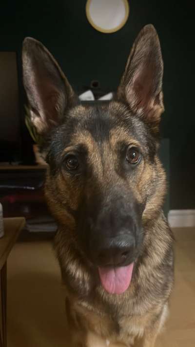 Alles rund um den Schäferhund, diskutieren erwünscht.-Beitrag-Bild