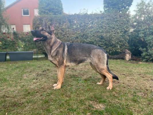 Der Gewichts-Thread-Beitrag-Bild