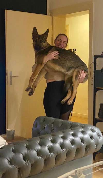 Alles rund um den Schäferhund, diskutieren erwünscht.-Beitrag-Bild