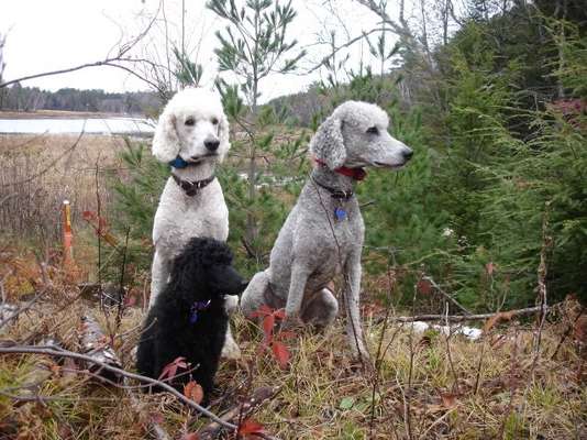 Alles rund um den Schäferhund, diskutieren erwünscht.-Beitrag-Bild