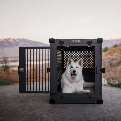 Alles rund um den Schäferhund, diskutieren erwünscht.-Beitrag-Bild