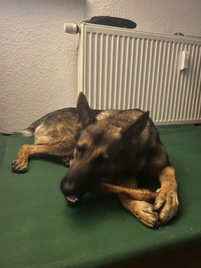 Alles rund um den Schäferhund, diskutieren erwünscht.-Beitrag-Bild