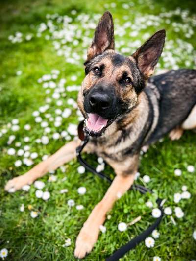 Alles rund um den Schäferhund, diskutieren erwünscht.-Beitrag-Bild