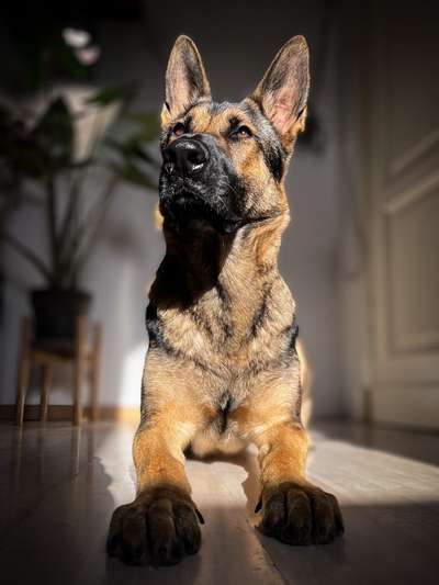 Alles rund um den Schäferhund, diskutieren erwünscht.-Beitrag-Bild