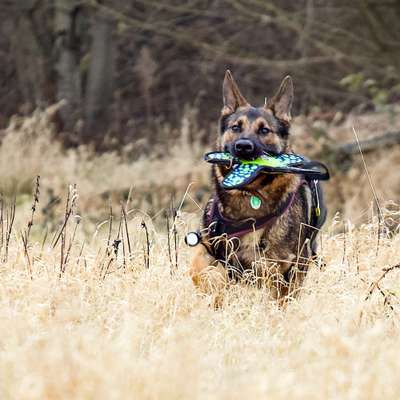 Alles rund um den Schäferhund, diskutieren erwünscht.-Beitrag-Bild