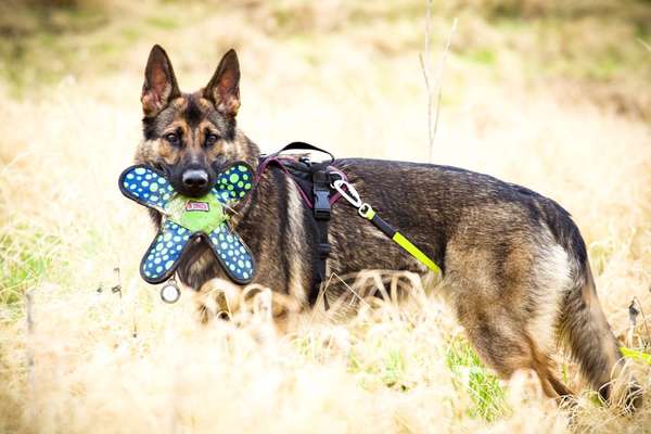 Alles rund um den Schäferhund, diskutieren erwünscht.-Beitrag-Bild