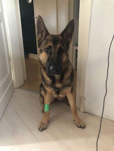 Alles rund um den Schäferhund, diskutieren erwünscht.-Beitrag-Bild