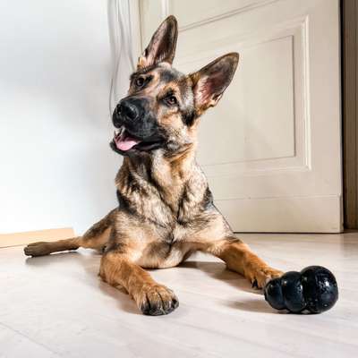 Alles rund um den Schäferhund, diskutieren erwünscht.-Beitrag-Bild