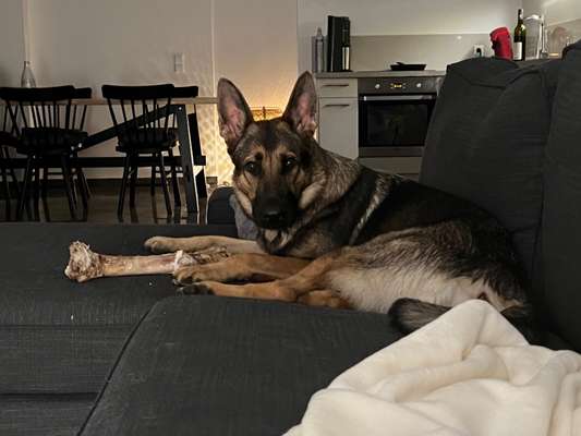 Alles rund um den Schäferhund, diskutieren erwünscht.-Beitrag-Bild