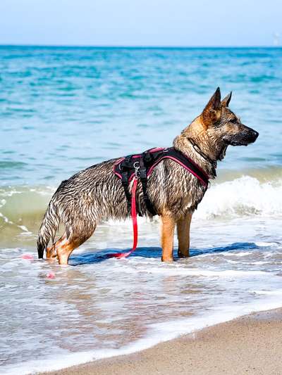 Alles rund um den Schäferhund, diskutieren erwünscht.-Beitrag-Bild