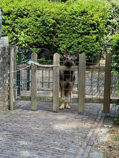 Alles rund um den Schäferhund, diskutieren erwünscht.-Beitrag-Bild