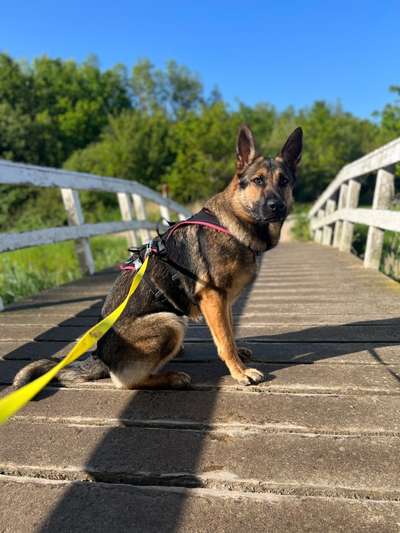 Alles rund um den Schäferhund, diskutieren erwünscht.-Beitrag-Bild