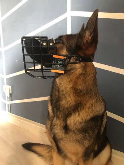 Alles rund um den Schäferhund, diskutieren erwünscht.-Beitrag-Bild