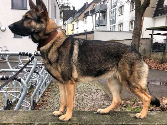 Der Gewichts-Thread-Beitrag-Bild