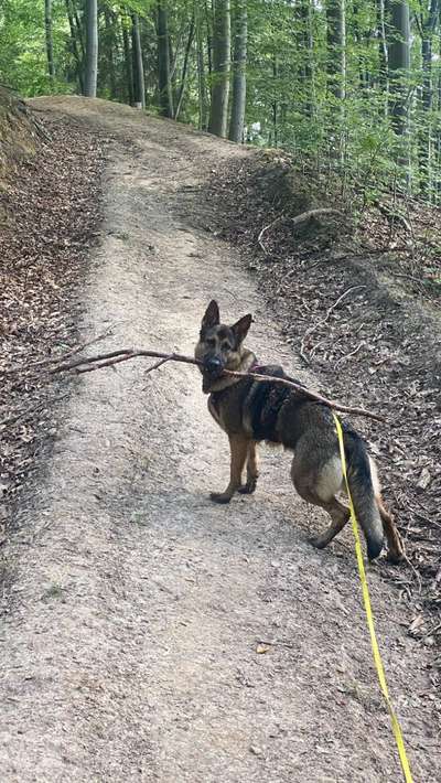 Alles rund um den Schäferhund, diskutieren erwünscht.-Beitrag-Bild