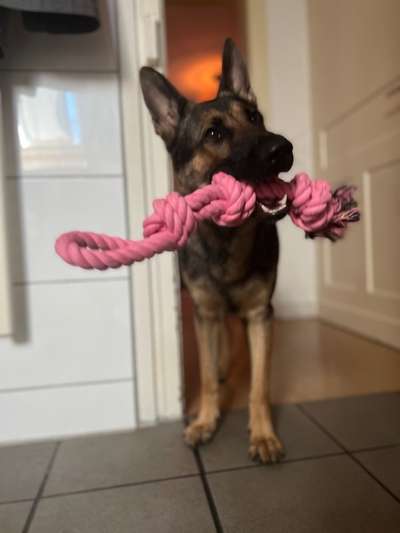 Alles rund um den Schäferhund, diskutieren erwünscht.-Beitrag-Bild