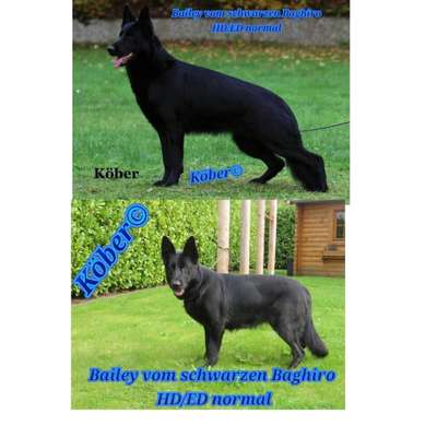 Alles rund um den Schäferhund, diskutieren erwünscht.-Beitrag-Bild