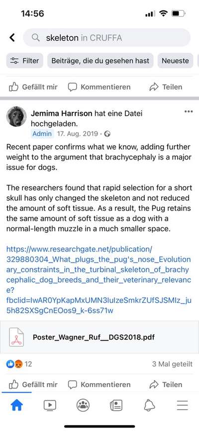 Brachycephale Hunderassen-Beitrag-Bild