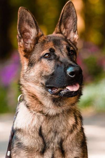 Fotochallenge Nr. 59 - Mein Hund zeigt die Zunge-Beitrag-Bild