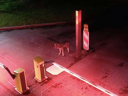 Alles rund um den Schäferhund, diskutieren erwünscht.-Beitrag-Bild