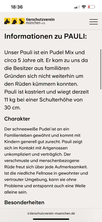 Hunde aus dem Tierschutz für Anfänger?-Beitrag-Bild