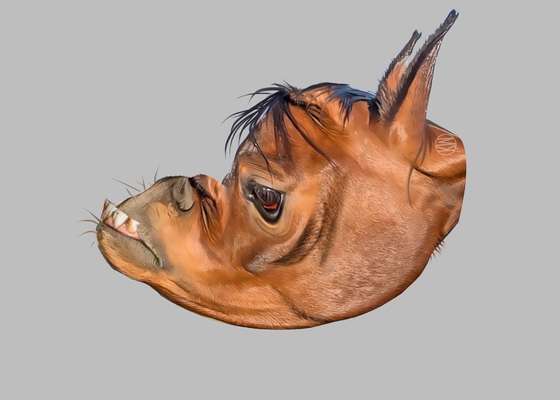 Brachycephale Hunderassen-Beitrag-Bild