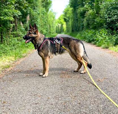 Alles rund um den Schäferhund, diskutieren erwünscht.-Beitrag-Bild