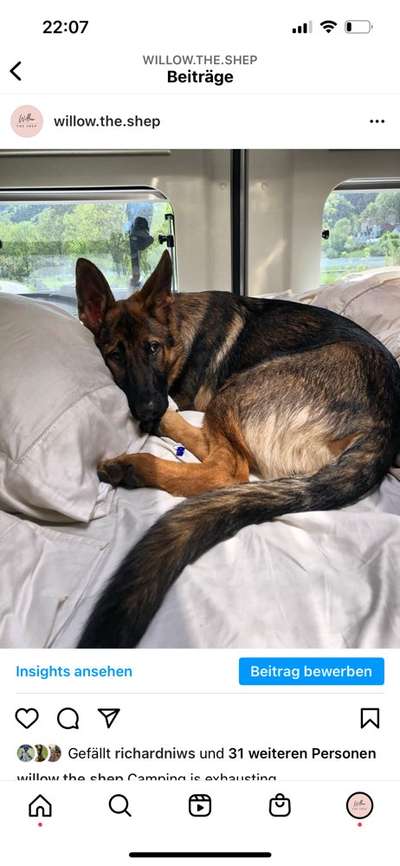 Alles rund um den Schäferhund, diskutieren erwünscht.-Beitrag-Bild