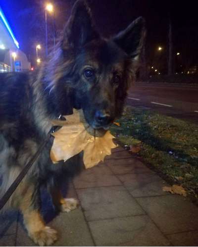 Alles rund um den Schäferhund, diskutieren erwünscht.-Beitrag-Bild