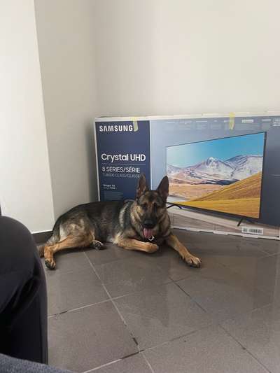 Alles rund um den Schäferhund, diskutieren erwünscht.-Beitrag-Bild