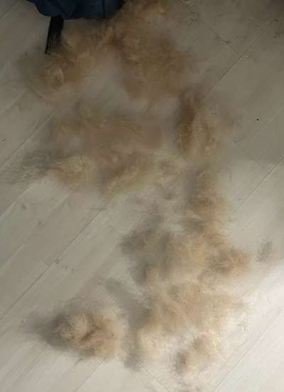 Alles rund um den Schäferhund, diskutieren erwünscht.-Beitrag-Bild