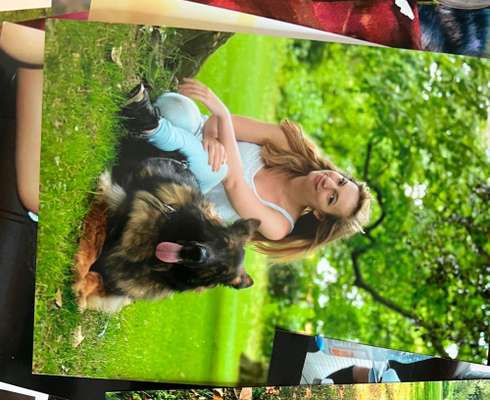 Alles rund um den Schäferhund, diskutieren erwünscht.-Beitrag-Bild