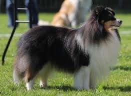 Alles rund um den Schäferhund, diskutieren erwünscht.-Beitrag-Bild