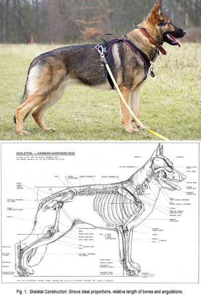 Alles rund um den Schäferhund, diskutieren erwünscht.-Beitrag-Bild