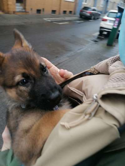 Alles rund um den Schäferhund, diskutieren erwünscht.-Beitrag-Bild