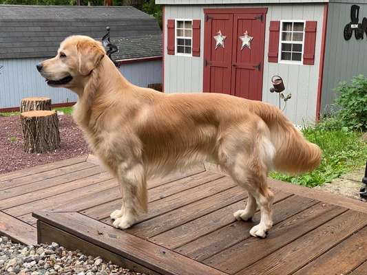 Der Gewichts-Thread-Beitrag-Bild