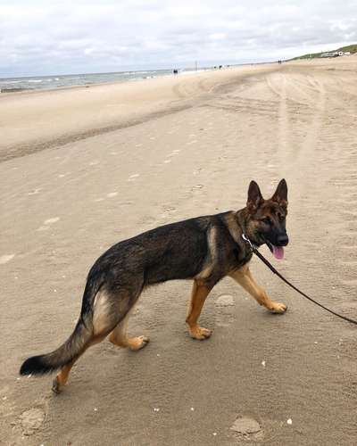 Alles rund um den Schäferhund, diskutieren erwünscht.-Beitrag-Bild