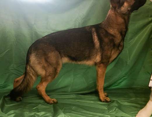 Alles rund um den Schäferhund, diskutieren erwünscht.-Beitrag-Bild