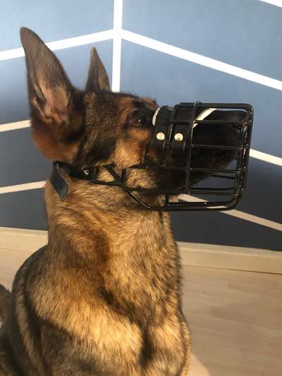 Alles rund um den Schäferhund, diskutieren erwünscht.-Beitrag-Bild