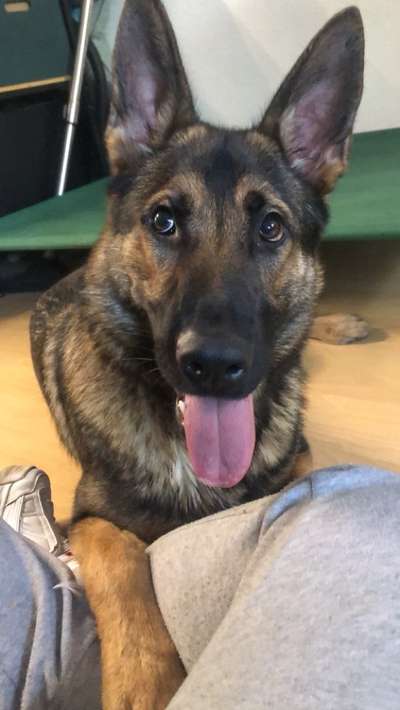 Alles rund um den Schäferhund, diskutieren erwünscht.-Beitrag-Bild