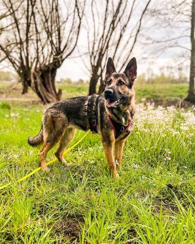 Alles rund um den Schäferhund, diskutieren erwünscht.-Beitrag-Bild