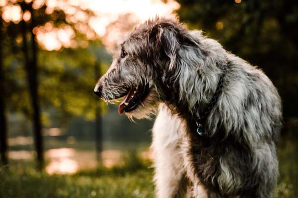 Foto's und Hundemodels-Beitrag-Bild