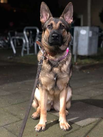 Alles rund um den Schäferhund, diskutieren erwünscht.-Beitrag-Bild