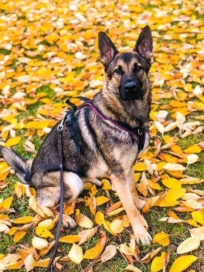 Hundegeschirr fürs Wandern-Beitrag-Bild