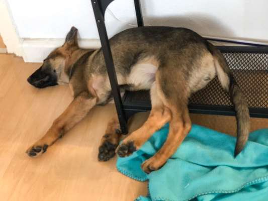 Alles rund um den Schäferhund, diskutieren erwünscht.-Beitrag-Bild